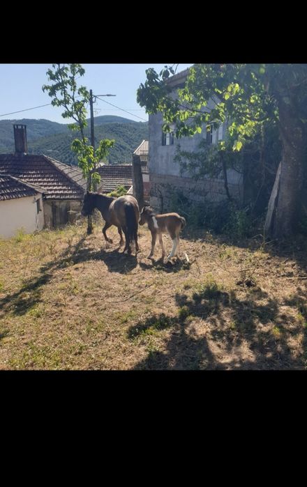 Vendo dois Poneis