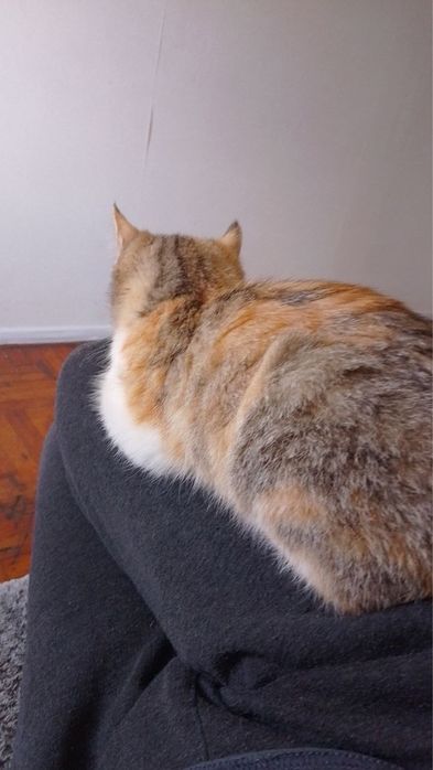 Котёнок девочка, бесплатно