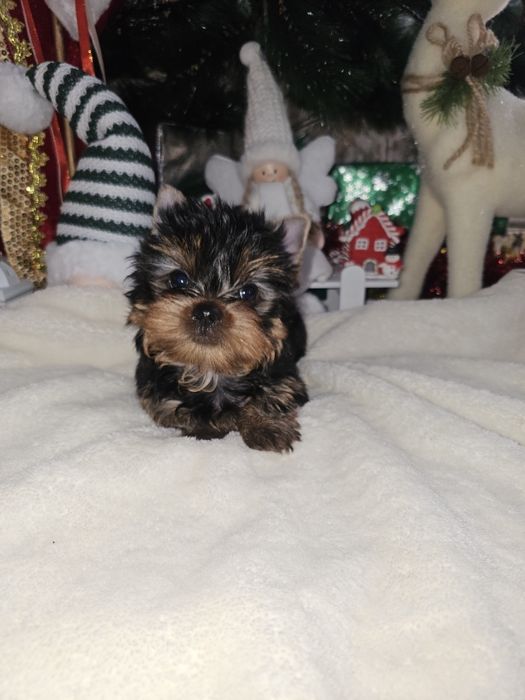 Йоркширский терьер щенок мальчик