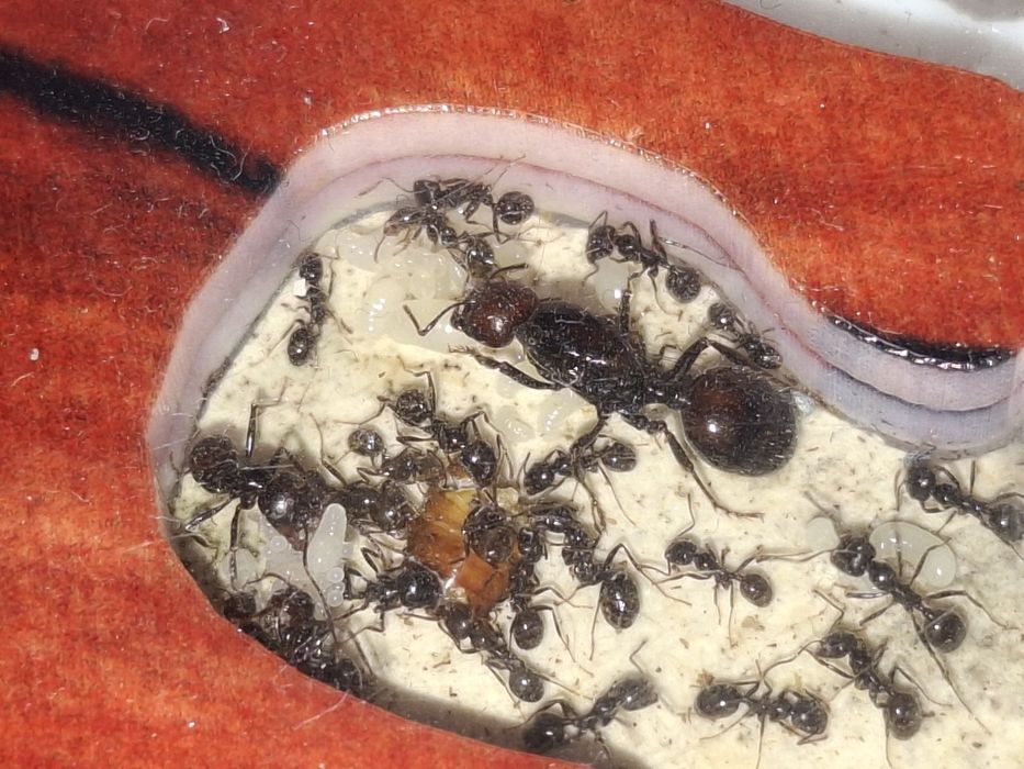 Продам Messor barbarus
