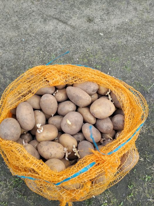 Ziemniaki do sadzenia Catania