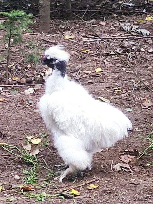 Kogut silka gołoszyjka