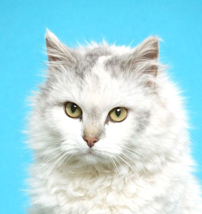 Красивая пушистая почти белая кошечка 1г3мес кішечка біла кішка