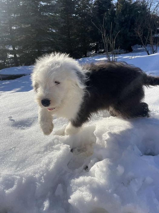 Owczarek staroangielski-Bobtail