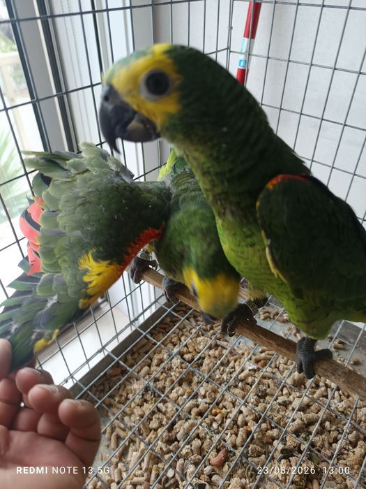 Aestivas e acrochephalos para acabar de criar a mão