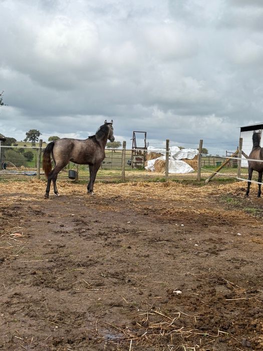 Poldra Lusitana de  3 anos