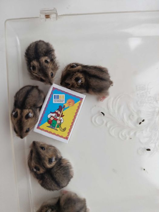 Хом'ячки джунгарики