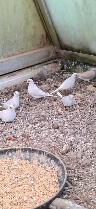 Gołąbki diamentowe