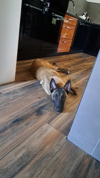 Owczarek Belgijski Malinois