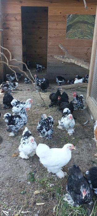 Kochin miniaturowy różne kolory