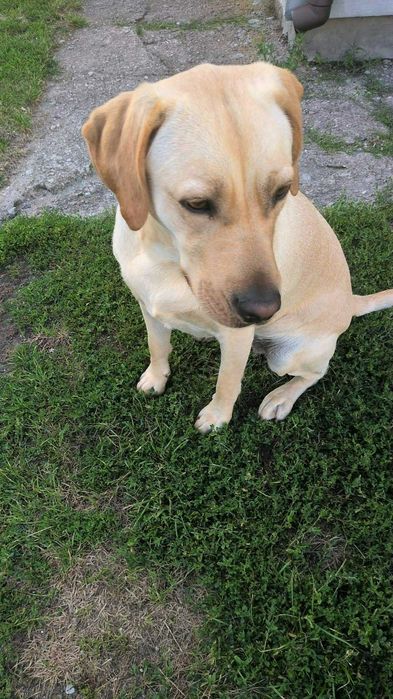Labrador suczka