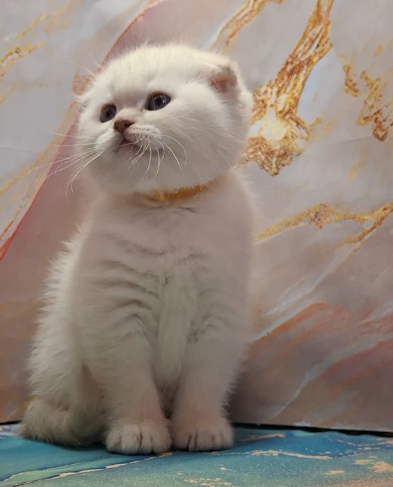 Яркие котики короткошёрстные