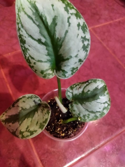 Сортовые эпипремнум, сциндапсусы.