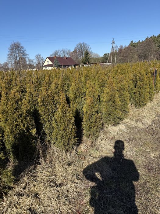 Tuje Świerki Likwidacja Plantacji