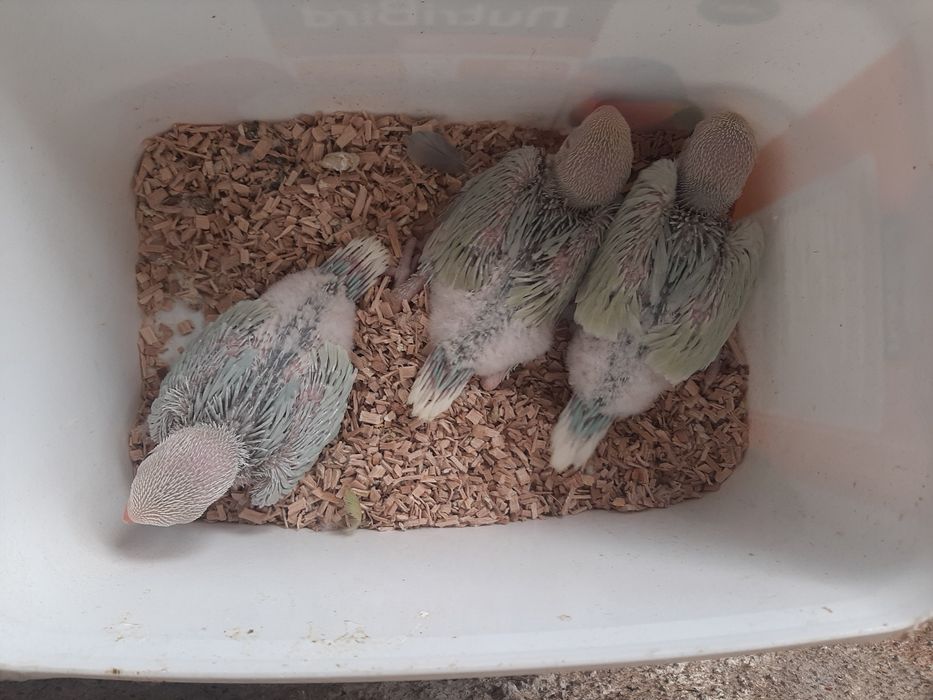 Ringneck para criar à mão