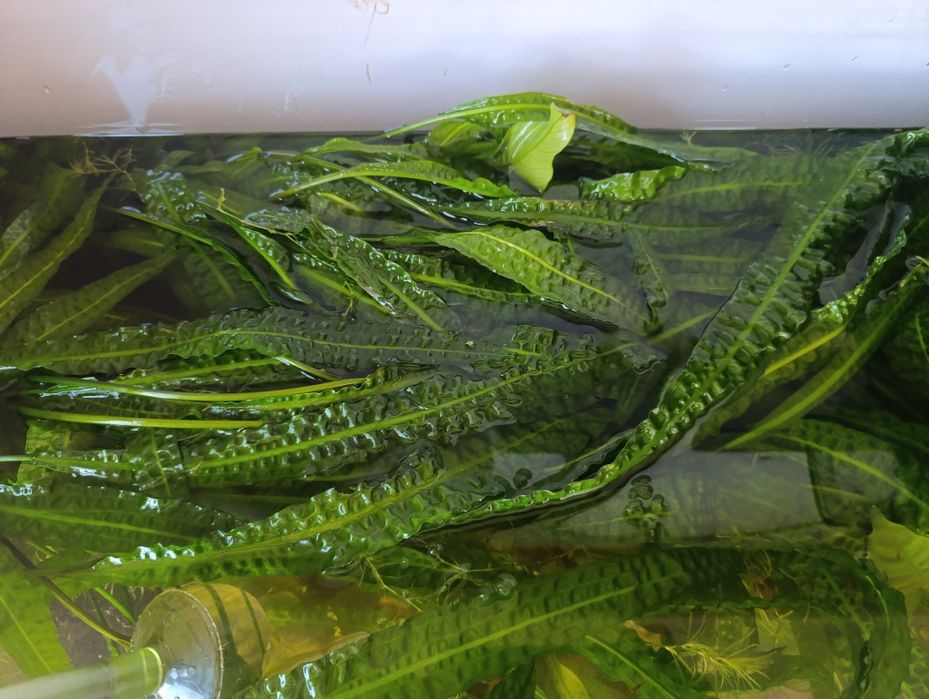 Kryptokoryna karbowana