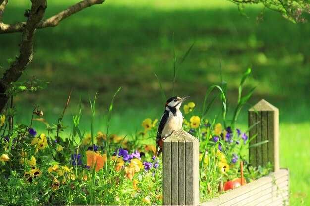 Ziemia pod trawniki z transportem