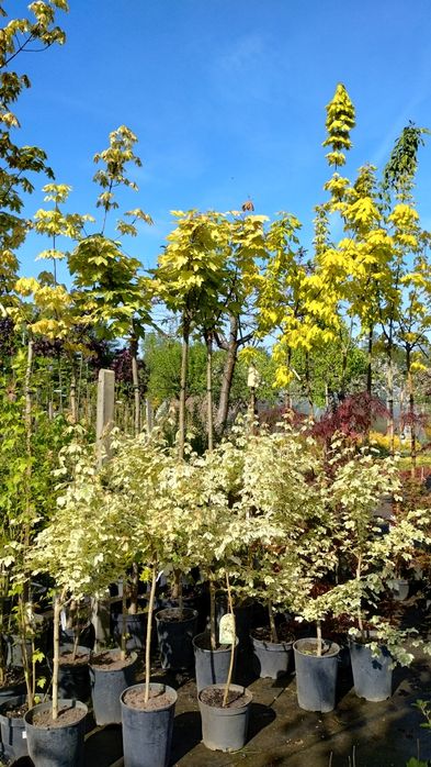 Drzewa ozdobne szczepione