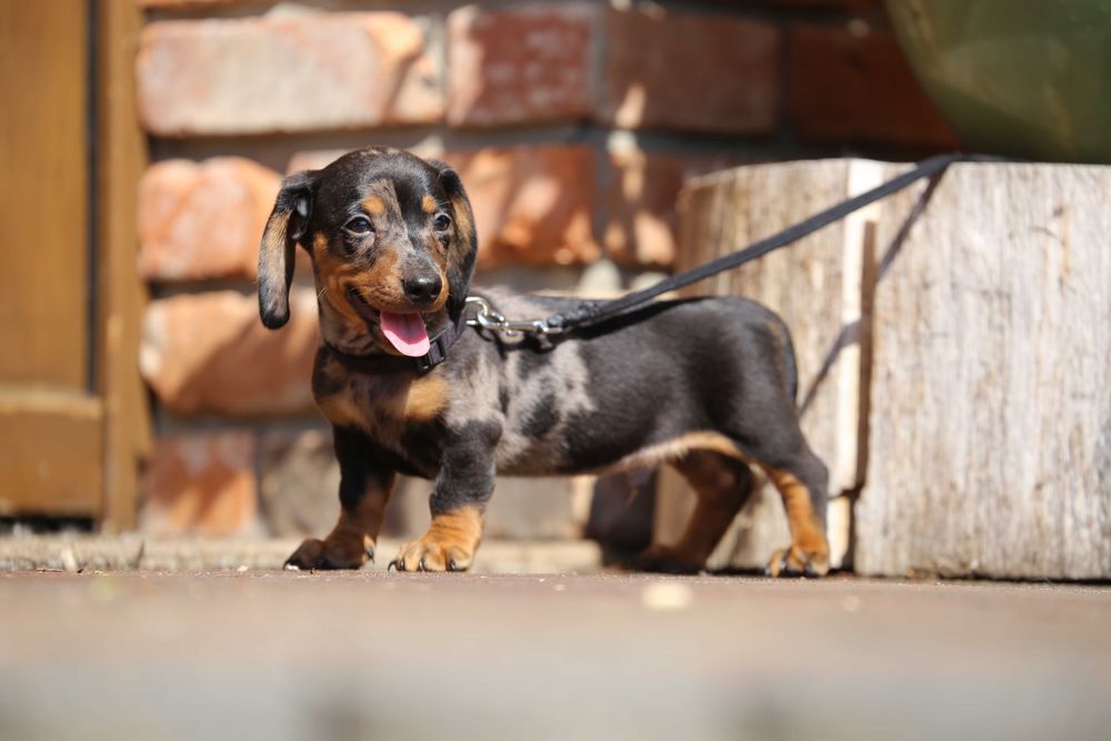 Jamnik blue - merle szczeniak
