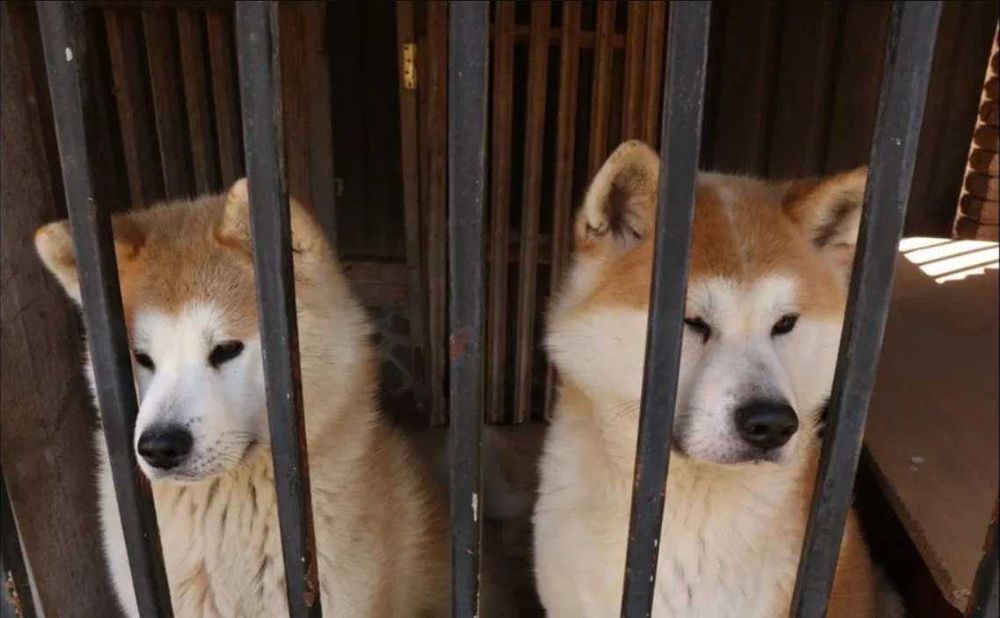 Кобель акіта іну для в’язки