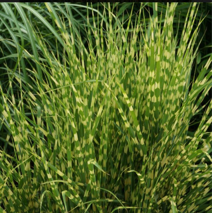 Мискантус китайский Little Zebra