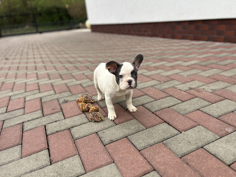 Suczka Buldog Francuski urocza .