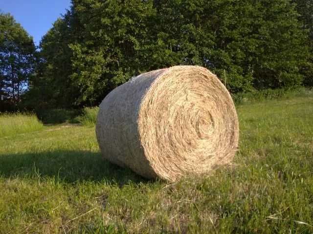 Siano ze zbiorów 2025 Okazja