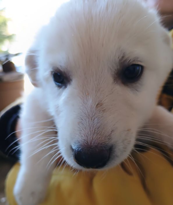 Віддам у добрі руки цуценят