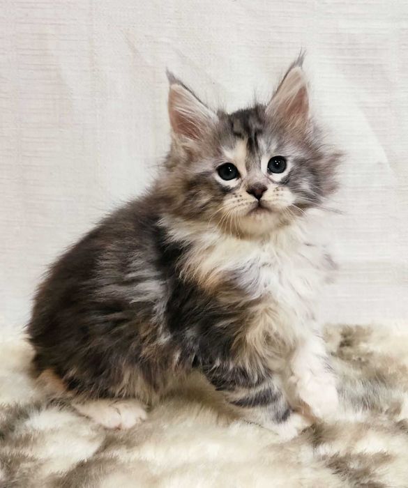 Мейн-кун дівчинка Орхідея з документами