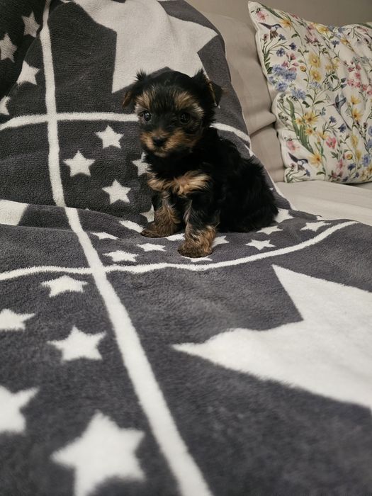 Yorkshire terrier- chłopiec