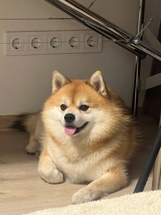 Вязка Помски ( Померанский шпиц / Хаски )