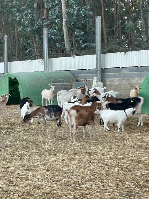 Vendo cabras de varias raças