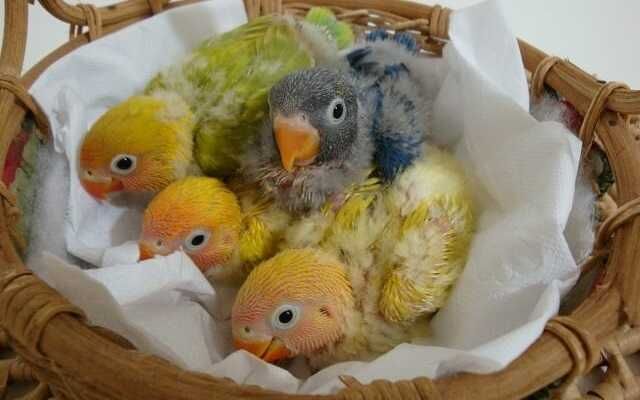 Roseicollis  selvagens,bebé, doméstiado