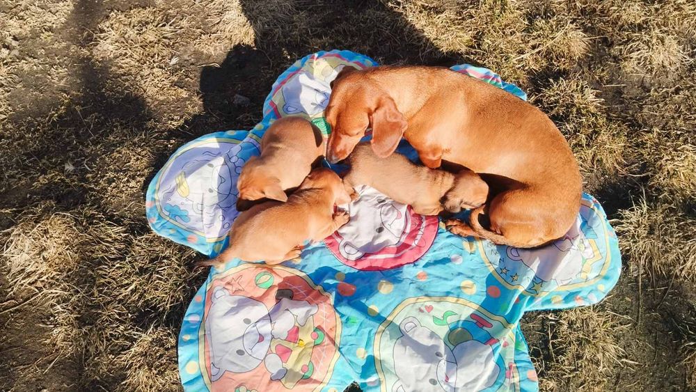 Продаються цуценята такси 
У наявн