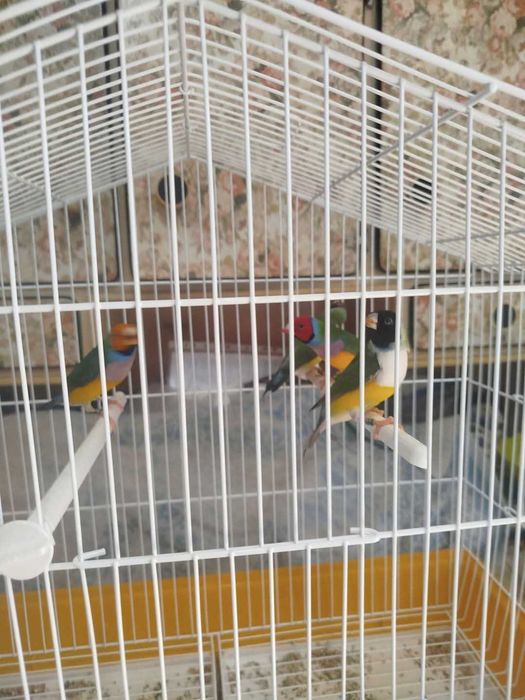 Vendo Diamantes Gold