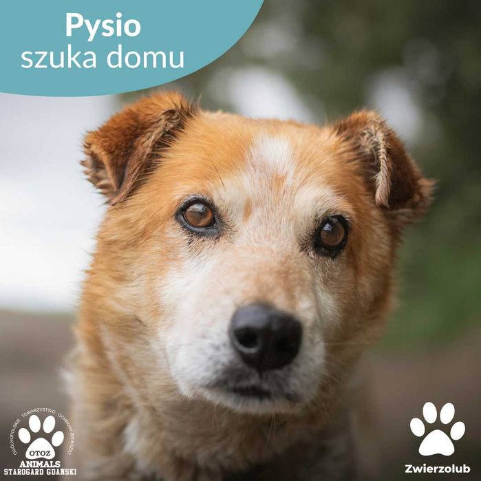Kochany pies Pysio szuka domu
