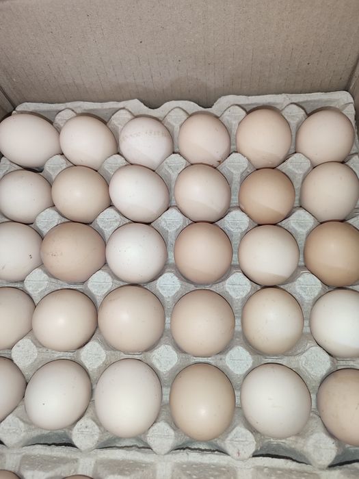 Продам Яйцо оптом