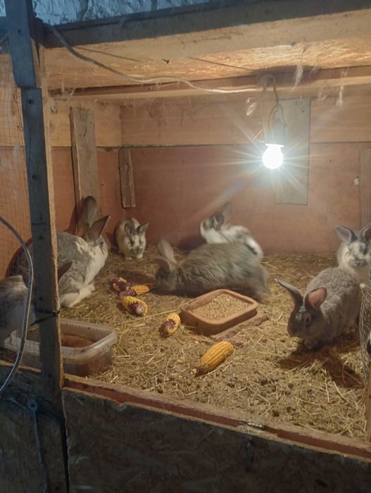 Króle króliki mieszańce