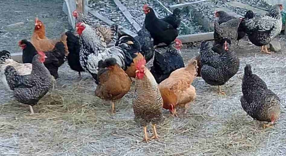 Інкубаційні яйця