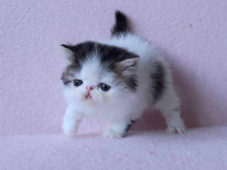 Персидский мальчик