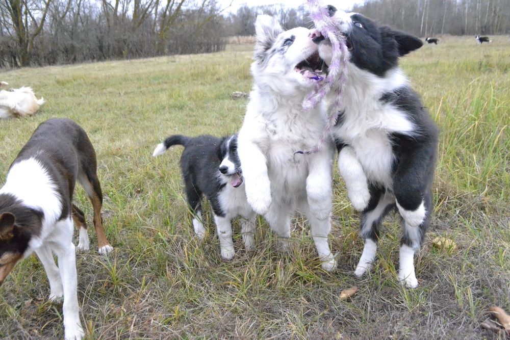 Цуценята Бордер Колли