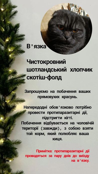 В'язка чистокровний шотландський хлопчик скотіш-фолд