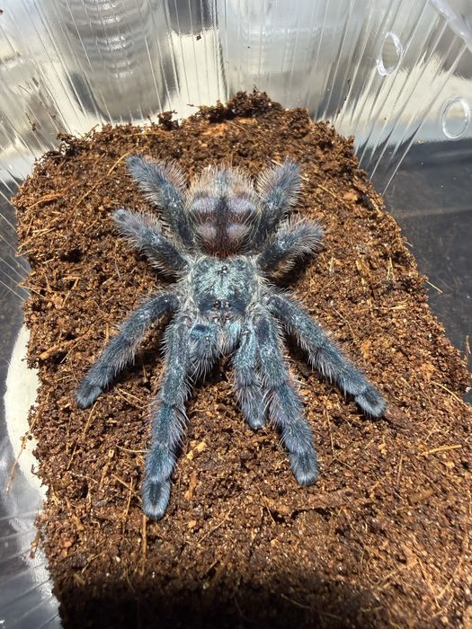 Caribena versicolor samica 2dc