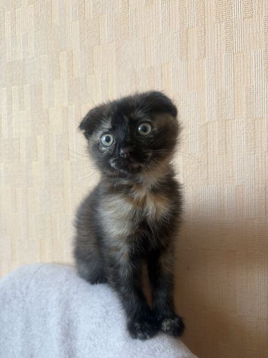 Продам    кошенят