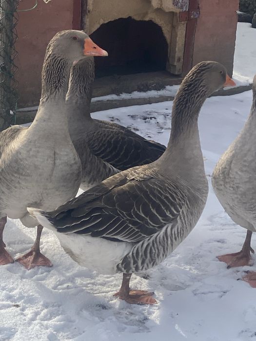 Гусак породи велика сіра