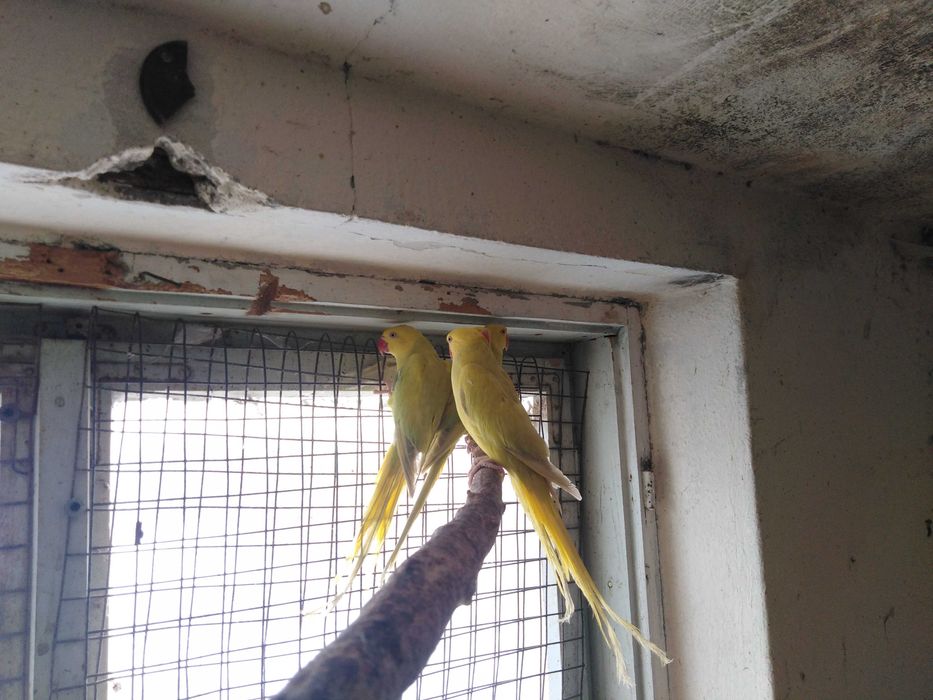 aleksandretty obrożne młode i pary lęgowe