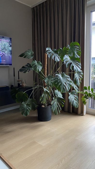 Monstera Deliciosa