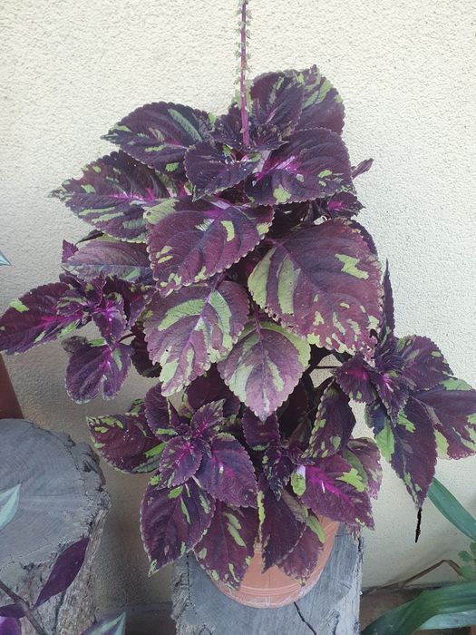 Pokrzywka duża sadzonka