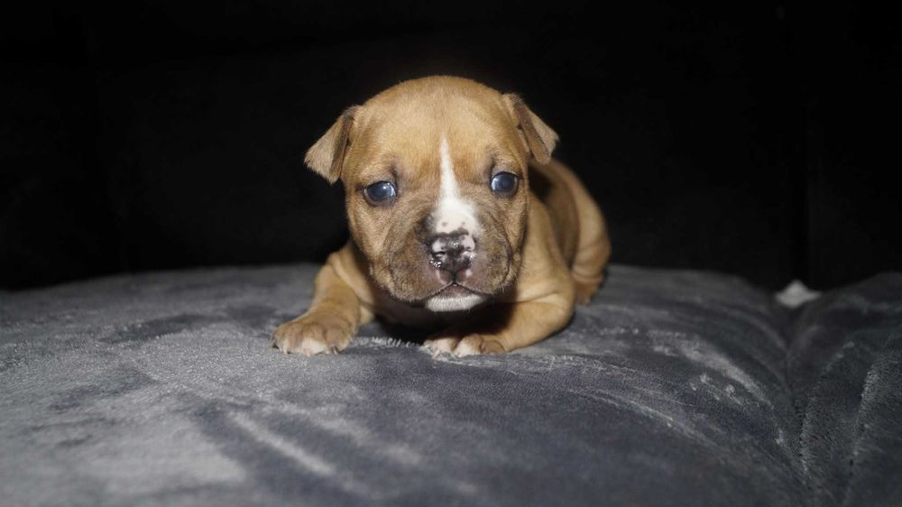 Płowy Goguś, cudny szczeniak Amstaff, z rodowodem FCI