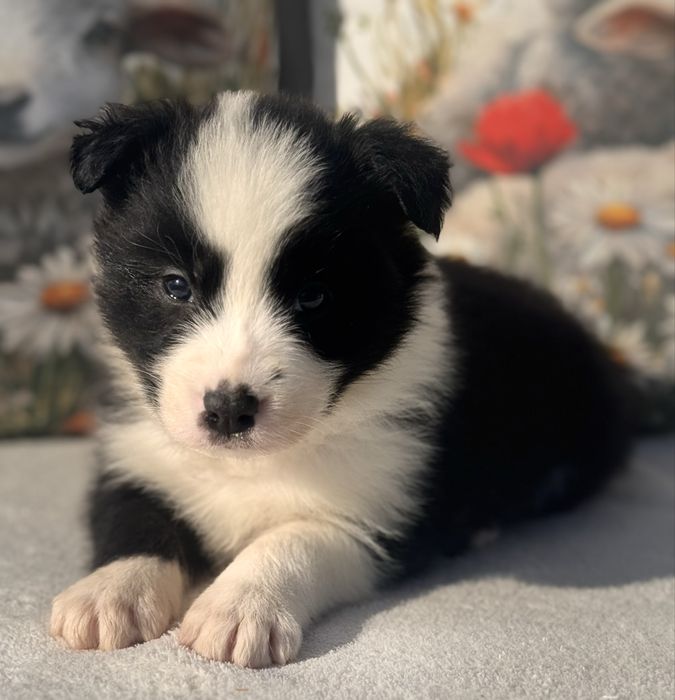 Border Collie, ZKwP suczka,